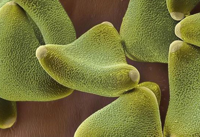 Hình ảnh phấn hoa dưới ống kính hiển vi