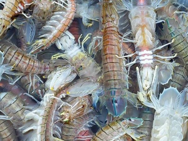 Duy trì độ mặn ở mức lý tưởng để tôm tích sinh trưởng khỏe mạnh 