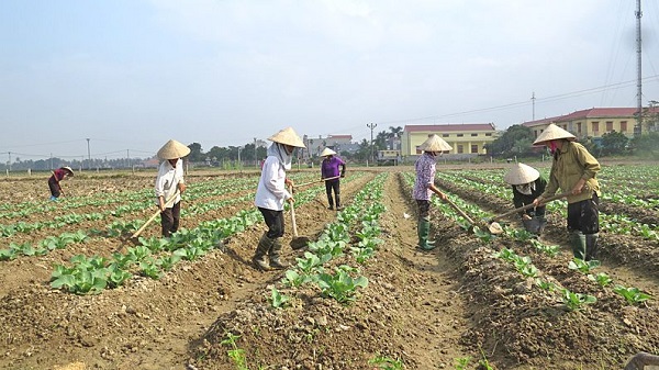 Tạo hàng, rãnh ngăn nước để giữ ẩm cho đất