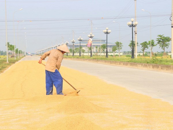 Cách phơi thóc gạo hiệu quả, chống ẩm mốc