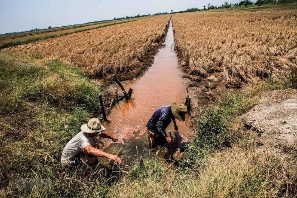 Độ mặn cao tác động xấu đến sản xuất nông nghiệp 