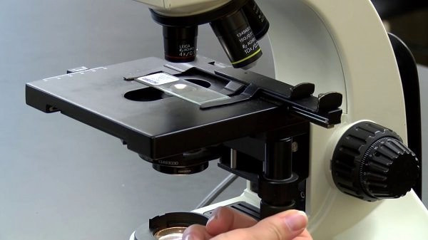 Kính hiển vi trường sáng hoạt động dựa trên sự khác nhau về khả năng hấp thụ và phản xạ ánh sáng